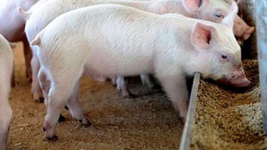 La faena porcina bonaerense creció más de 1% en 2022