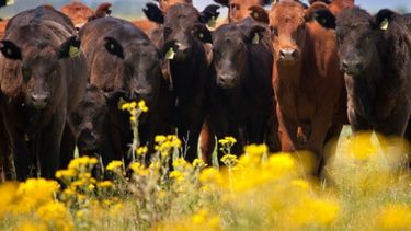 La producción de carne bovina creció 6 por ciento en agosto