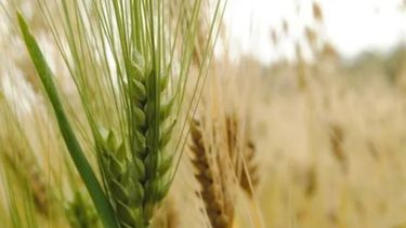 Incluyen nuevos productos de economías regionales en el dólar agro