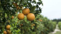 Buenos Aires, Tucumán y Catamarca también quedaron bajo la emergencia cítrica