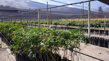 Productores hortícolas, frutícolas, silvícolas y de pasturas tienen la posibilidad de acceder a un crédito que les permita resguardar sus cultivos.