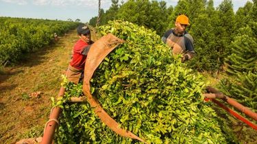 El 21 de septiembre no se llegó a un acuerdo entre los componentes de la cadena de la yerba mate.