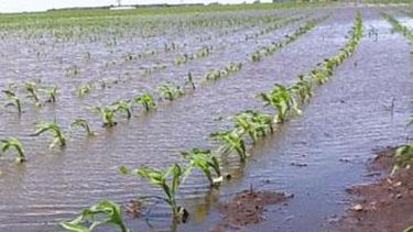 El Niño no causará efectos catastróficos