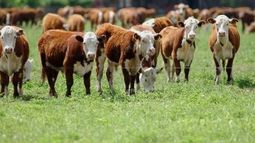 El Gobierno propone elevar la ganadería nacional a los niveles de la agricultura