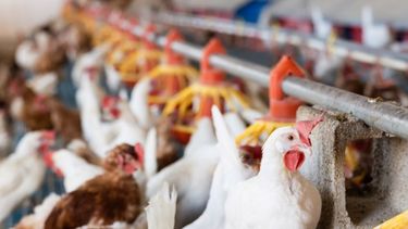 Los productores aviares de Argentina volverán al mercado de Chile.