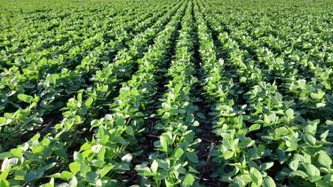 La siembra de soja incorporó 1,2 millones de hectáreas en una semana