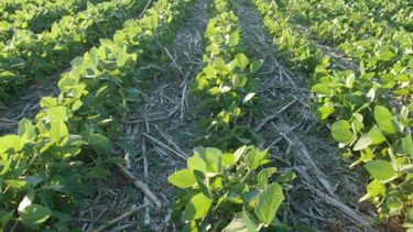 La producción de soja sube gracias al uso de gramíneas