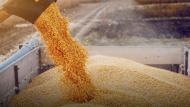 La cosecha de maíz avanza en un 65% en la zona pampeana