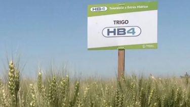 El trigo HB4 tuvo un rendimiento hasta 40% mayor que el cereal tradicional