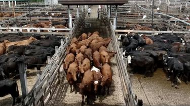 La faena vacuna creció cerca de 2% en octubre