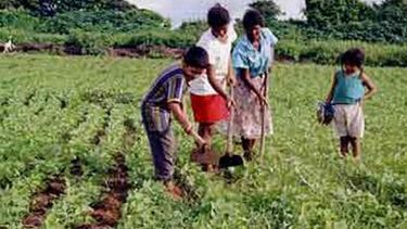 En Centroamérica se desarrolla una nueva ruralidad a través de la agricultura familiar