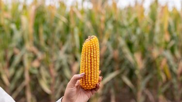 El mecanismo para amortiguar un efecto de La Niña. El mecanismo para amortiguar un efecto de La Niña.