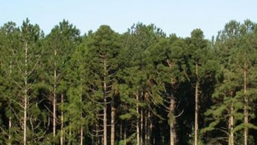 Productores forestales bonaerenses cobrarán planes demorados por ocho años
