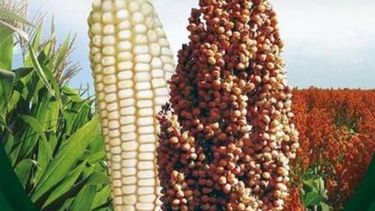 Maíz y sorgo, piezas clave en el mercado cárnico argentino
