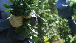 Habrá una rebaja en el monotributo para productores primarios