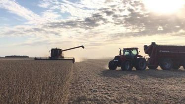 Indican que la brecha del dólar podría perjudicar al complejo sojero