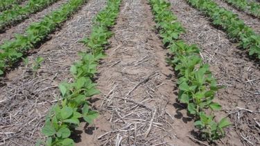 Bajan la proyección de siembra de soja por el mal clima