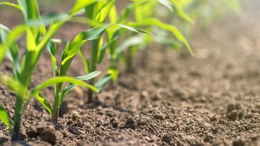 La actual siembra de maíz estaría por encima del promedio de las últimas cinco campañas de 7.100.000 hectáreas.