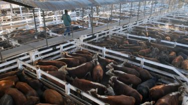 Se realizó el último remate en el Mercado de Hacienda de Liniers