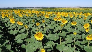 Estiman que la exportación de derivados del girasol caerá más de un 30%