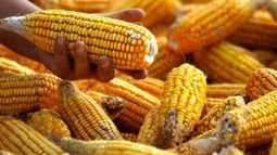 Ya se sembraron 2.5 millones de hectáreas de maíz