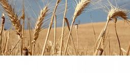 El trigo alcanzó el mayor contenido proteico desde 2014