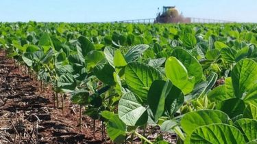 La siembra de soja finalizó con 2.530.200 hectáreas en Buenos Aires y La Pampa