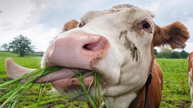 Calentamiento global: qué culpa tiene la vaca y la importancia de los sistemas pastoriles