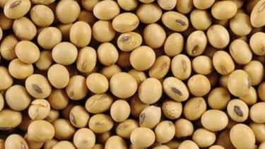 Uso inesperado para la soja: combatir la adicción a la cocaína