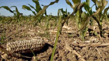 Esperan un cambio en las formas de pago en los arrendamientos de campos
