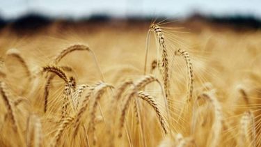El trigo avanzó 9 dólares en Chicago