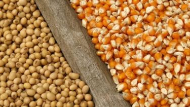 Se reducen las expectativas sobre las cosechas de maíz y soja