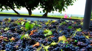 El Consejo Agroindustrial Argentino festejó beneficios a economías regionales