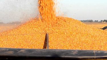 Cerealeras obtuvieron cerca de un 6% menos de divisas durante 2018