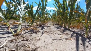 Santa Fe quedó bajo emergencia agropecuaria por la sequía