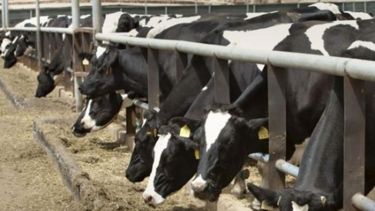 Ganaderos europeos protestan contra el acuerdo Mercosur-UE