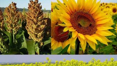 El sorgo y el girasol se convierten en protagonistas de la producción agraria