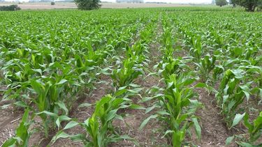 La condición general del cultivo de maíz desmejoró.