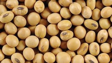 Señalan que la batalla comercial entre EE.UU. y China es buena para la soja argentina