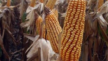 La Sociedad Rural mostró sus quejas por la política oficial sobre el maíz