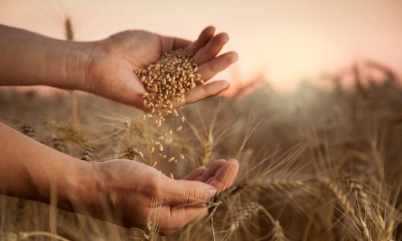 Gestión agronómica de precisión.