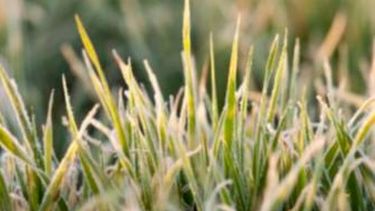 Diseñan un modelo para calcular daños por heladas en trigo