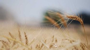 Los cereales de invierno se encuentran en buena condición en general, con acotada humedad en el perfil según la zona.