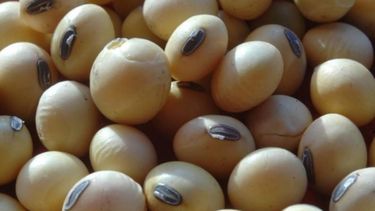 Refuerzan la supervisión sobre productores que estén en actvidades ilegales