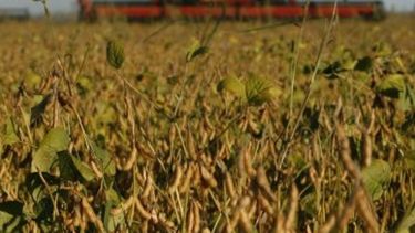 Novedades acerca del negocio de soja