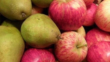 Las exportaciones de peras y manzanas subieron un 7% en el primer semestre