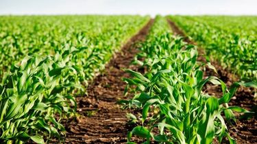 El 90% de las producciones bonaerenses son cultivos de hoja