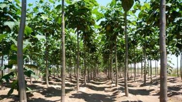 INTA busca aumentar el área dedicada para ensayos genéticos de eucaliptos