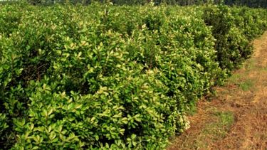 Empiezan a funcionar nuevas normas para el control de la yerba mate