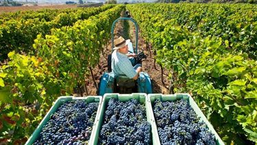 Proyectan una caída en la producción de uva equivalente a 13 por ciento en 2022